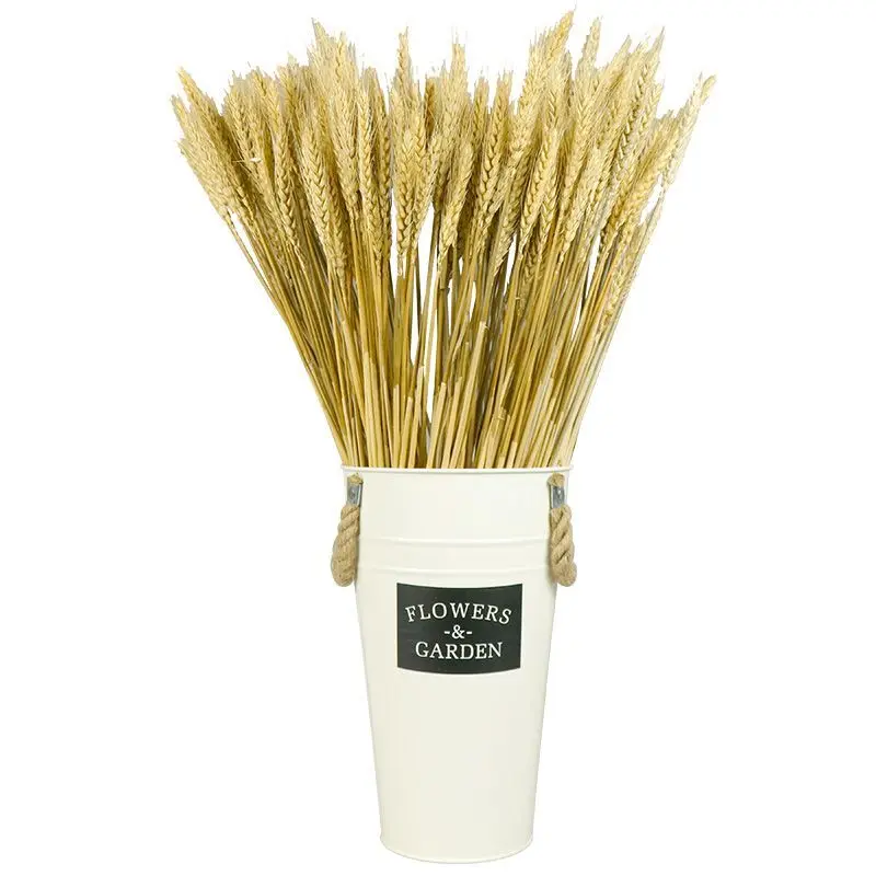 Настоящая Пшеница цветок уха украшение натуральные пампасы кроличьи хвосты