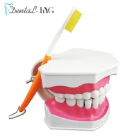 1 pc dental teeth model with toothbrush with removable teeth adult teeth model brush standard teaching education model tools