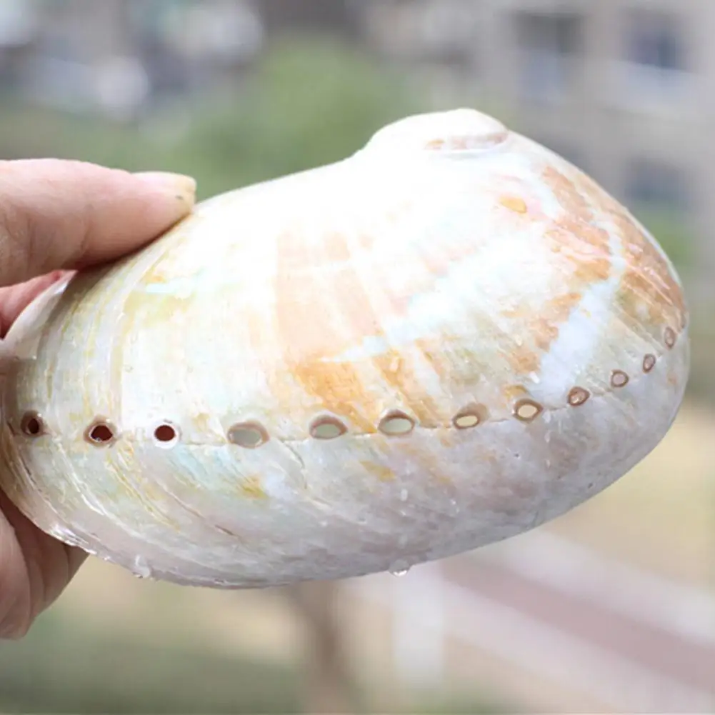 

13-15cm Day Hot Abalone Large Natural Abalone Ornaments Handmade Materials Diy Conch Decoration Aquarium Coquil A3A8