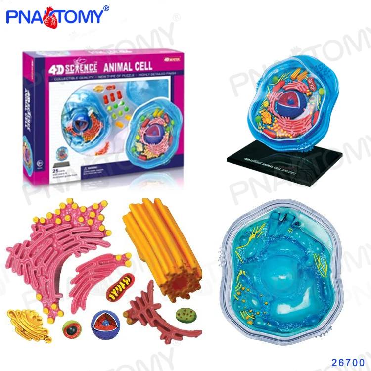 

4D MASTER Animal Cell Model Biological Anatomy DIY Gift Children Toy Zoo Decoration Museum Used Tool Educational Model