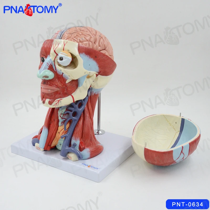 

Human Head Anatomical Model Skull Muscles and Brain Anatomy Blood Vessel Neck Medical Teaching Tool College Demonstration
