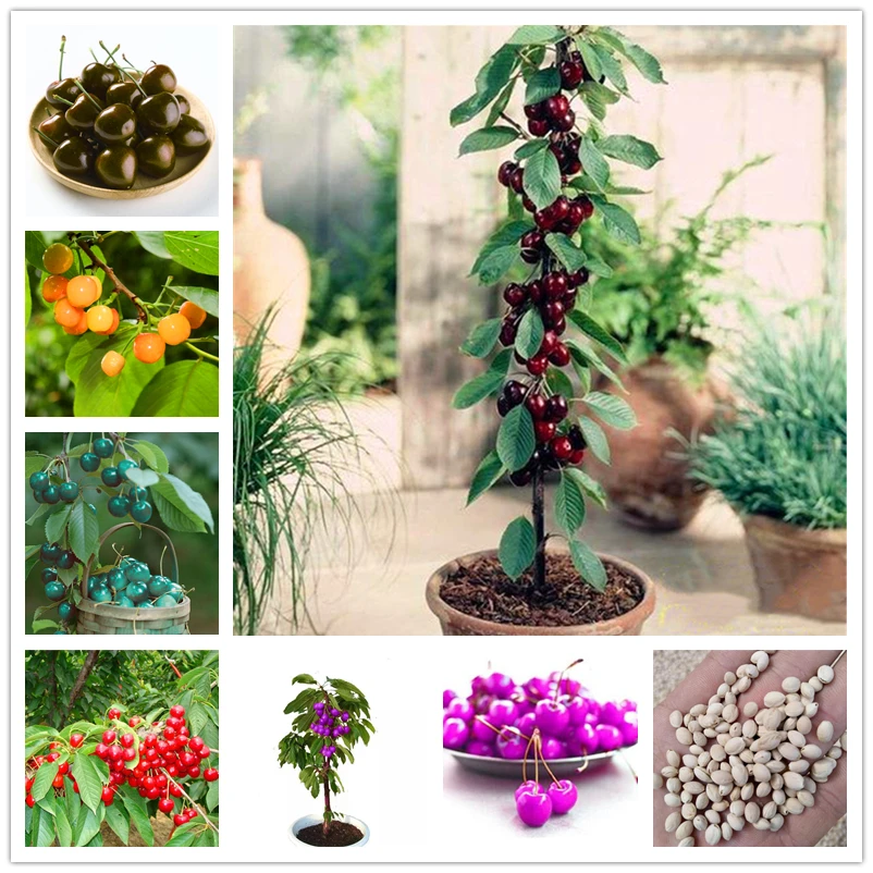 

15Pcs Sweet Cherry Seeds Nature Fruits Fragrant Plants Bathroom Cabinet North America Cherry Tree Wood Furniture XR8-L