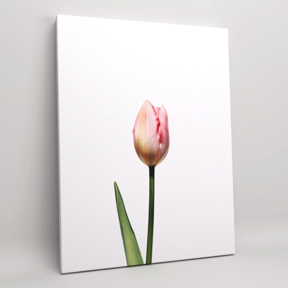 Постер на холсте декор для дома картина интерьера &quotНежный тюльпан&quot