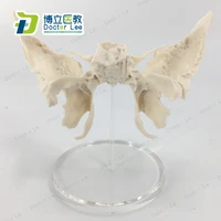 high quality human sphenoid bone natural size skull bone components medical education skeleton model