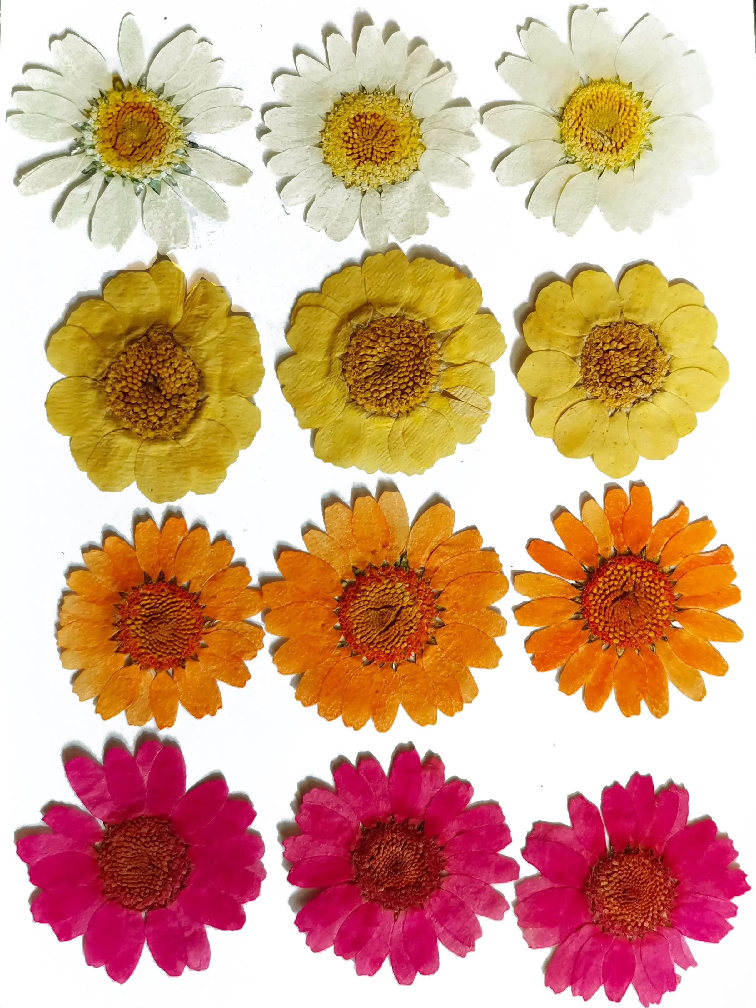 Настоящие сушеные натуральные прессованные цветы смешанные листья набор