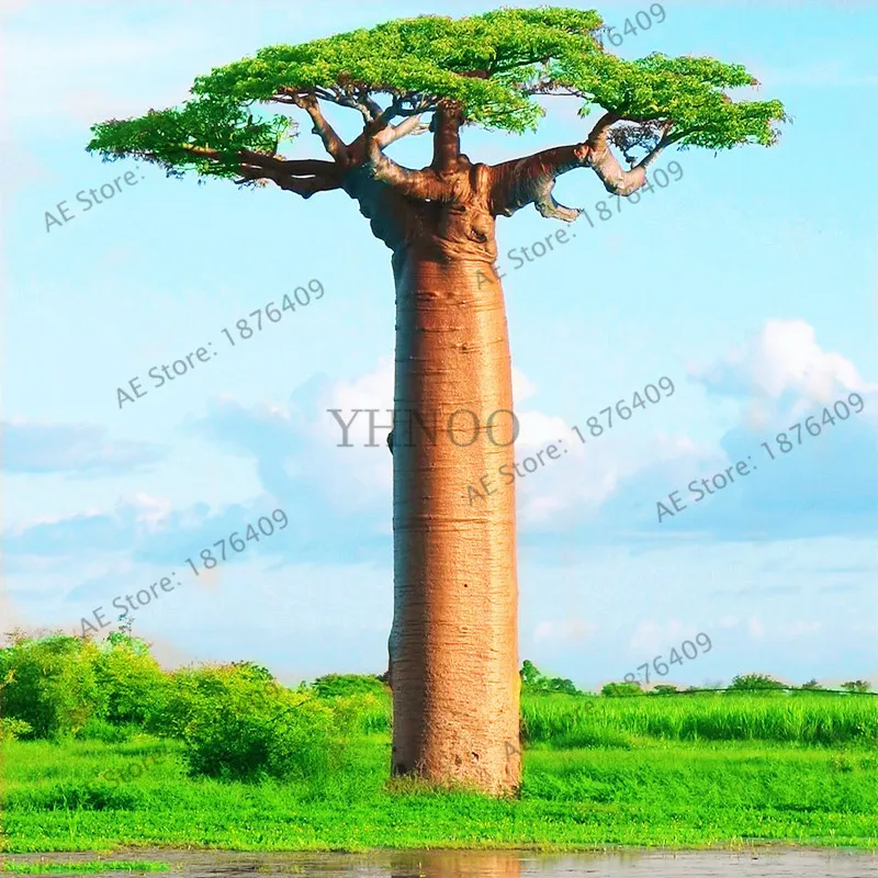 Содержит экстракт баобаба, 10 шт./упак. Австралийский редкий Baobab тропический гигантский посадки