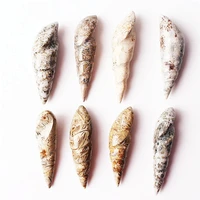 5pcs10pcs natural bone fossil spiral pendant mineral specimen hole selections collections healing gift
