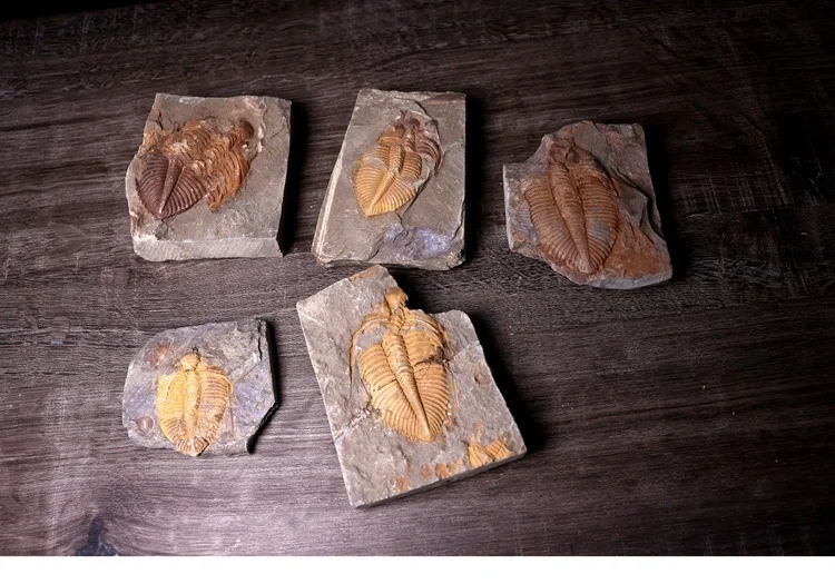 Редкий трилобит метакрифей giganteus Devonian из Боливии трилобиты DinoCrown Insect учебный образец коллекции