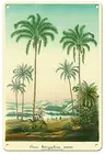 Пальмовое дерево (кокос ботриофорофора мартиус), ботаническая иллюстрация Чарльза Антуана лемара С. 1854, металлический жестяной знак