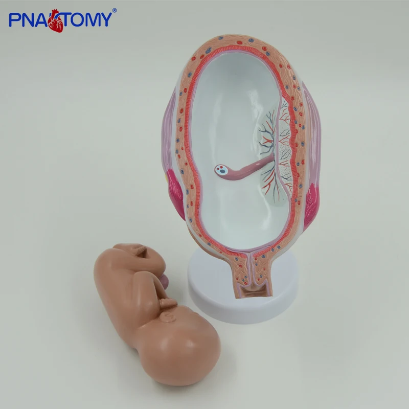

Fetus Development Baby Birth Process Teaching Tool Demonstration Product Life Size 8 Parts Anatomical Model Medical Gift