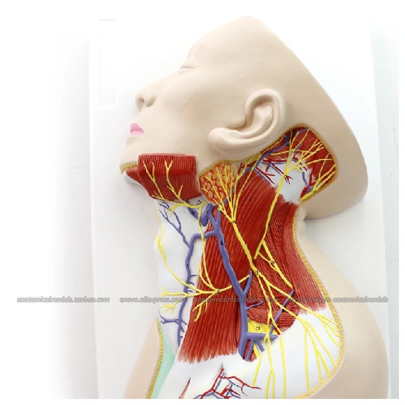 

CMAM/12418 Nerves of Neck Region , Medical Brain Anatomical Human Model