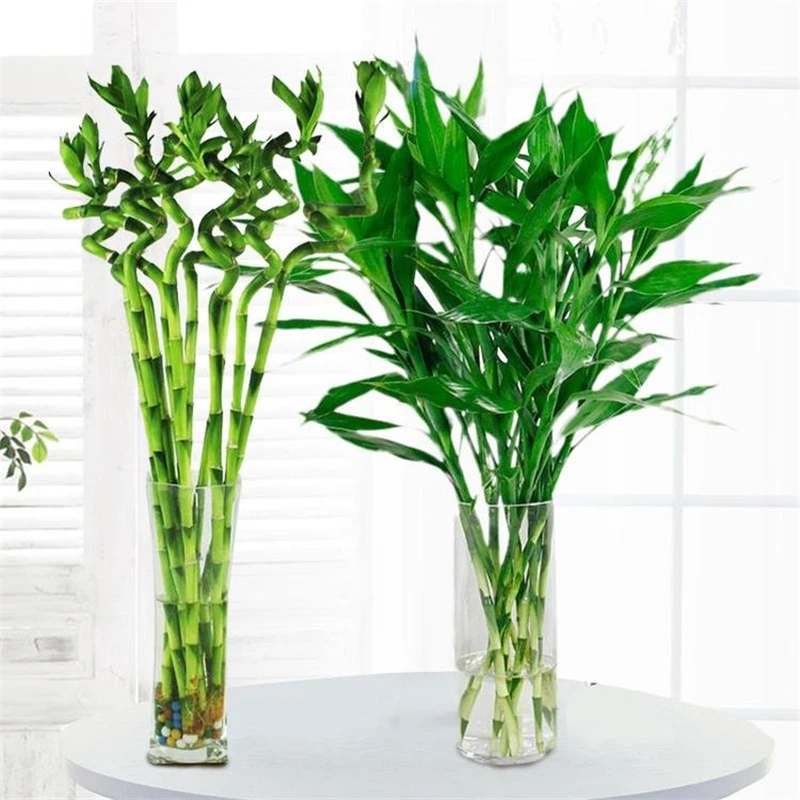 Lucky bamboo 30|Цветочные горшки и кадки| |