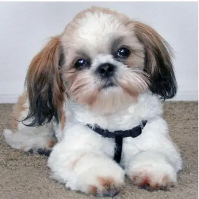 Shih tzu dog ручная работа алмазная живопись животные 5D полный квадрат бесплатная