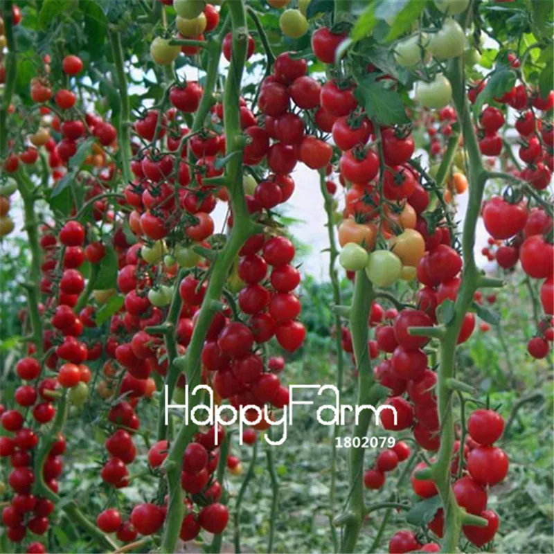 New Fresh 20 Pcs/Lot Rainbow Tomato Plants, bonsai organic vegetable& fruit Plantas,potted plant for home&garden - Цвет: 15