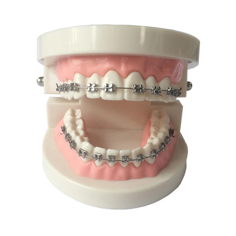 

Dental Orthodontic Teaching Model With Buccal Tubes/Orthodontic Practice Teeth Model with Metal Brackets Archwire
