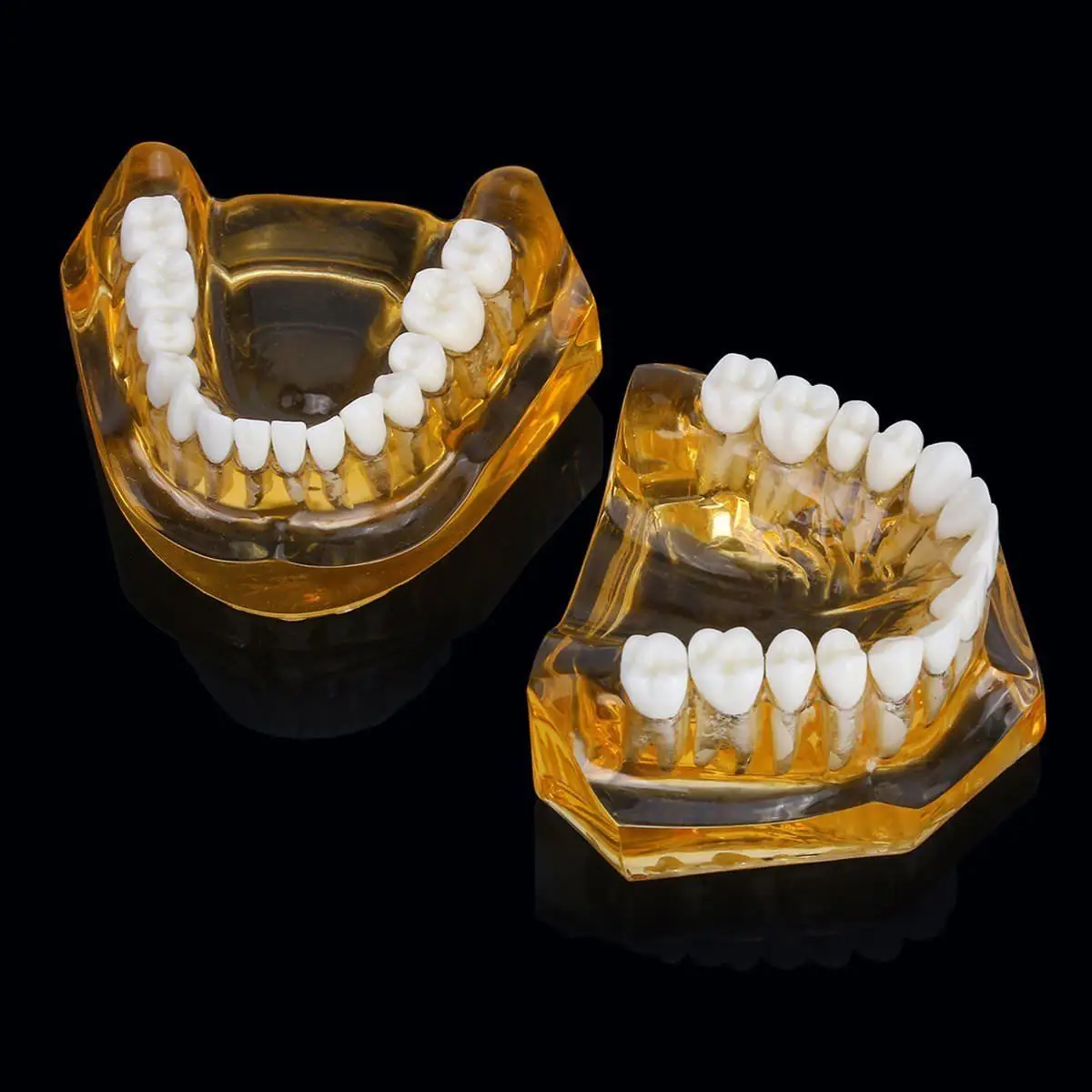 Стоматологическая съемная модель зубов для взрослых Typodont дантиста | Красота и