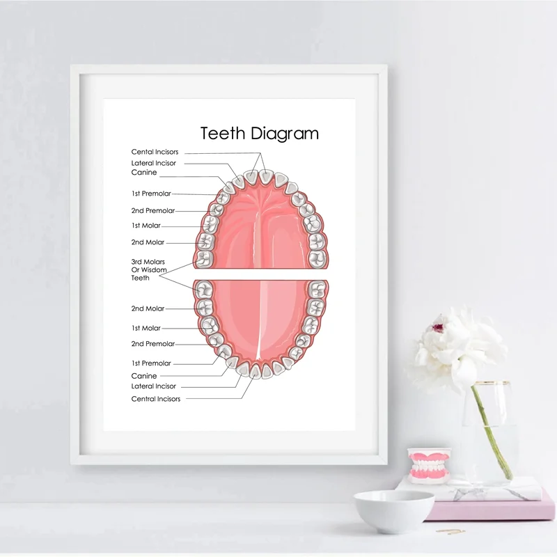 Схема человеческих зубов принты стоматологическая клиника медицинская