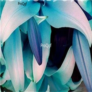 12 Ngryise 20 шт набор Lilium brownii Lily - Цвет: 12