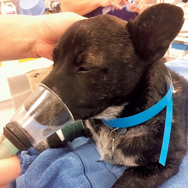 Wondcon маска для анестезии животных zero dead space 6 размеров быстрая предсказуемая