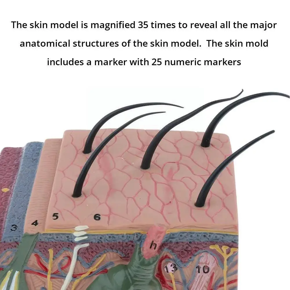 

Human Body Skin Structure Anatomy Model 35 Times Skin Magnification Teaching Anatomical Nerve Model Medical Tissue Model Su H7j4