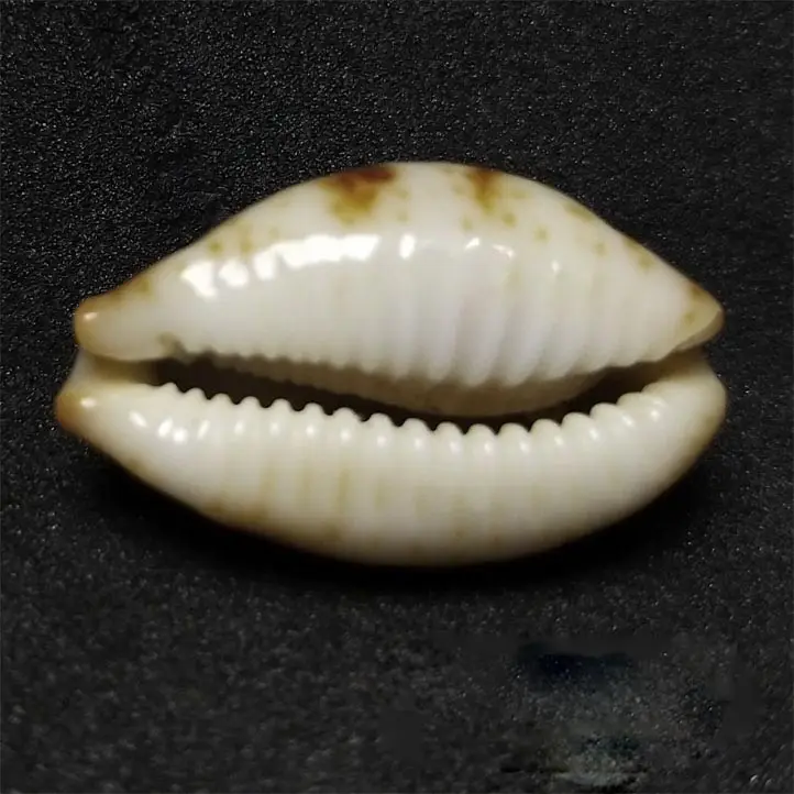

2.47 cm snail snail natural rare conch collection