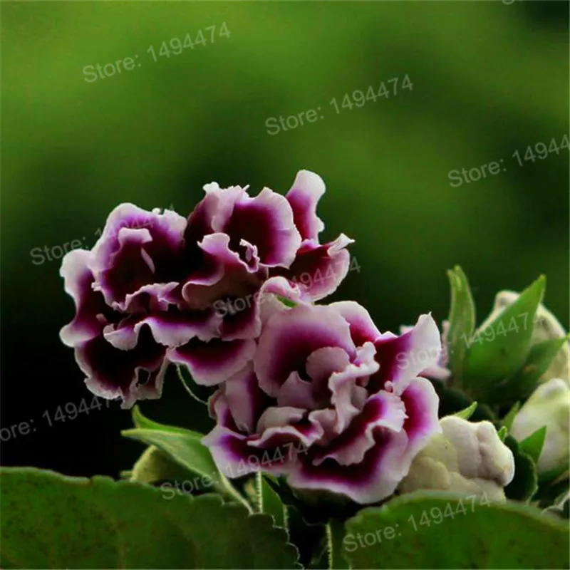 100 шт Искусственный глоксиния|Цветочные горшки и кадки| |