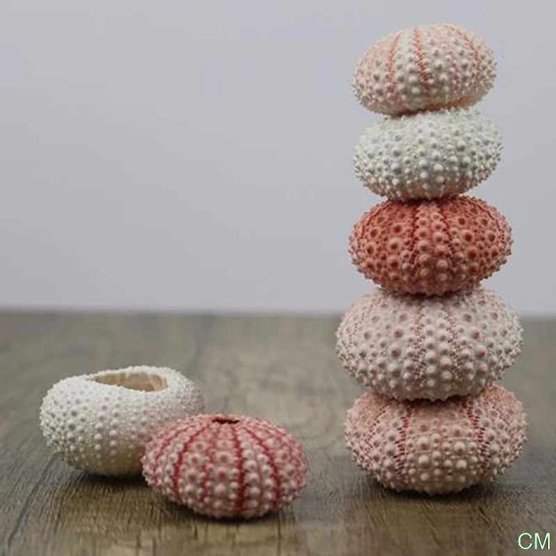 

2PC Natural Sea Urchin Shell Conch Tillandsia Potted Plant Home Decoration