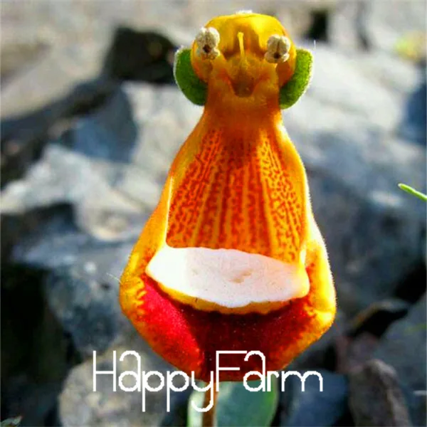 Calceolaria uniflora растения 200 шт инопланетяне Цветочные плантации сад DIY бонсай экзотические растения Цветочные Цветы легко сажать,# RC9TZO