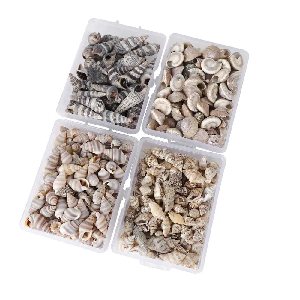 1 Box Pattern 4 Styles Nature Beach Fashion Sea Shells For DIY Caft Decor Jewelery Craft Accessories Holes Shell Decoration