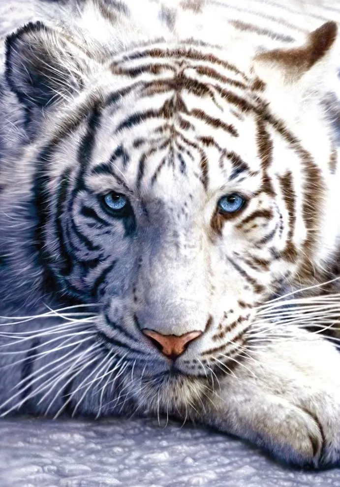

JMINE Div 5D белый тигр полная Алмазная Краски ing наборы вышивки крестиком искусство Высокое качество животных 3D Краски алмазы