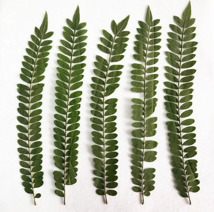 120pcs 7 10 см прессованный высушенный Albizia дуразе лист гербарий из растений для
