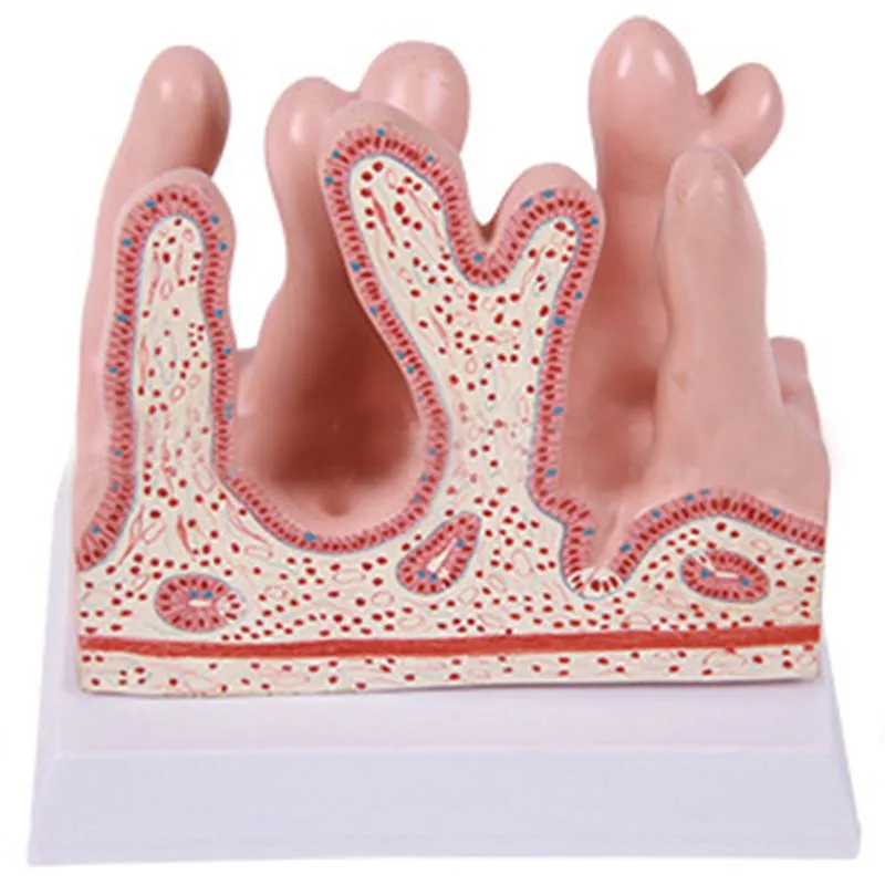 

The teaching model of tissue anatomy