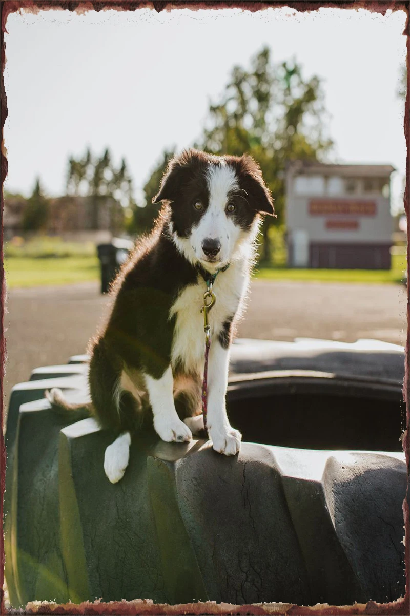 Yтент черная собака жестяная вывеска жестяные пластины украшение для комнаты