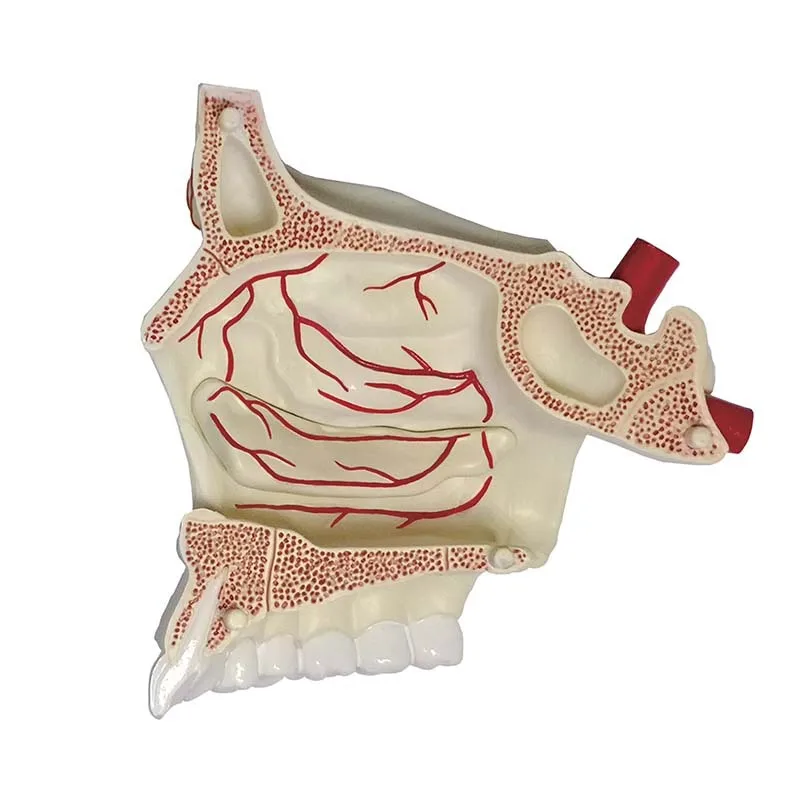 4D анатомическая модель человеческого носового органа медицинский обучающий