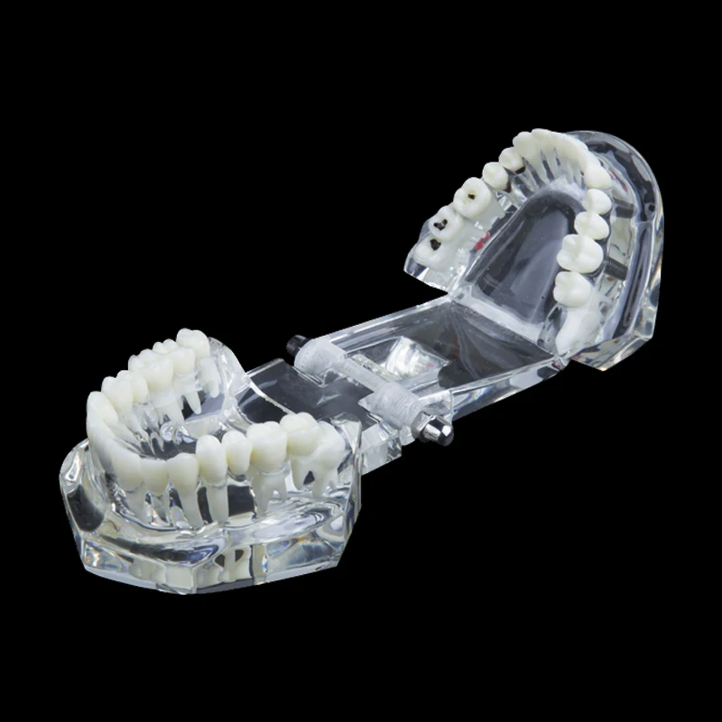 Стоматологическое лабораторное оборудование стоматологическая анатомическая