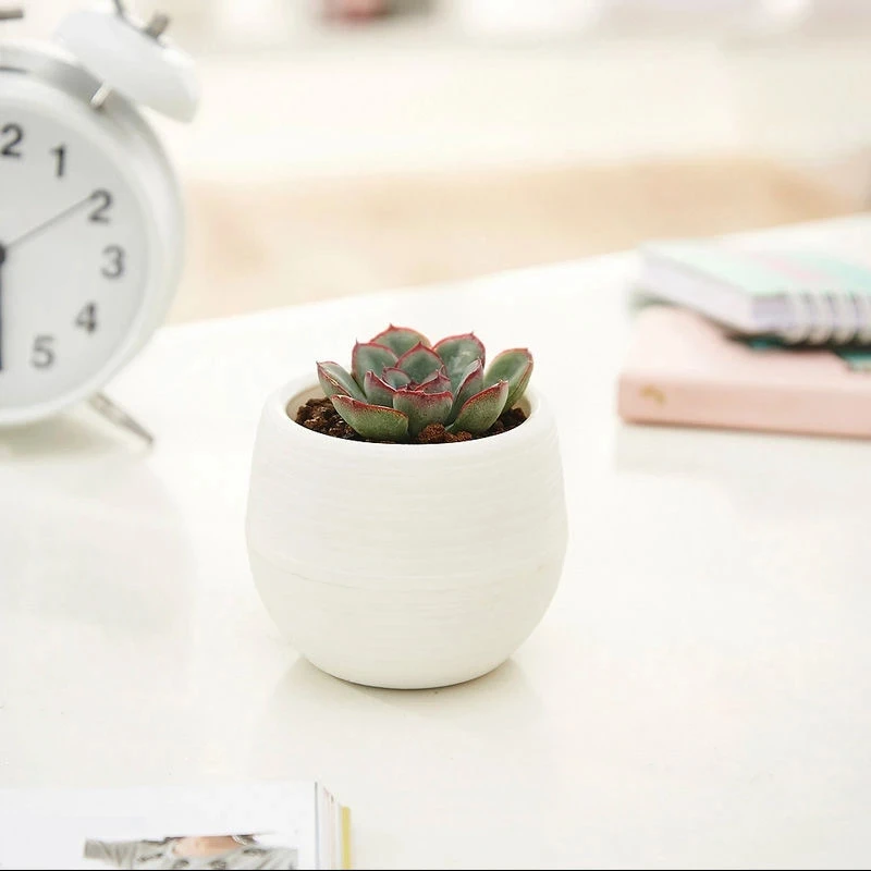 Цветные Цветочные горшки для суккулентов комнатные мини-горшки украшения офиса
