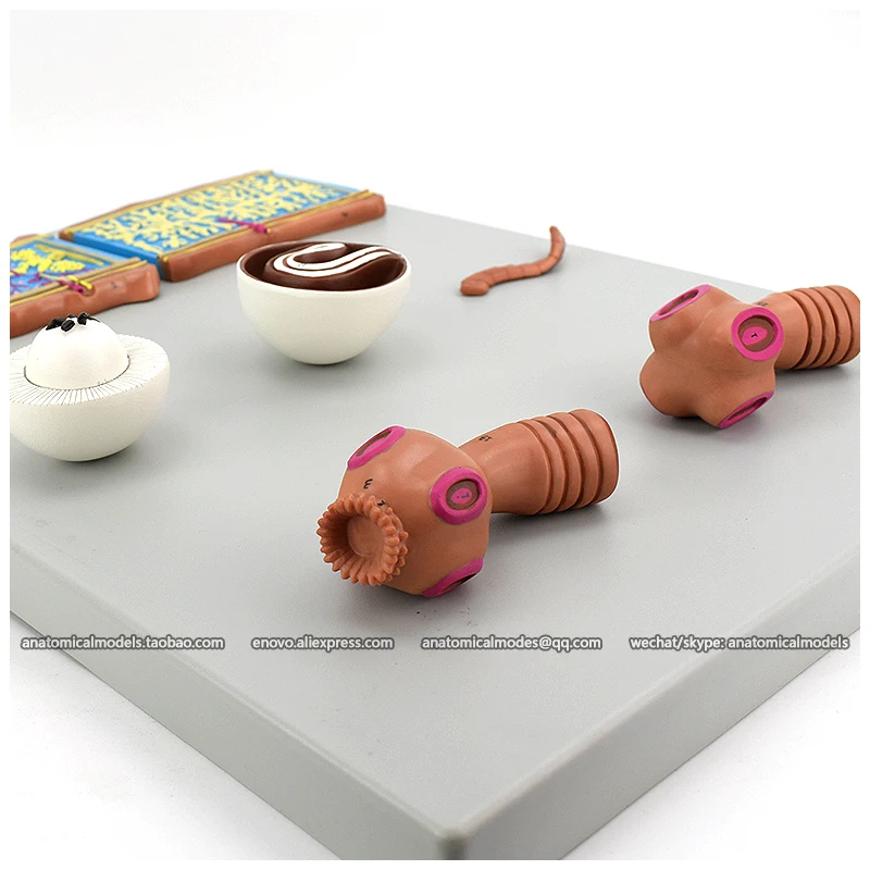 13020/CMAM Comparative Tapeworm Model, Medical Anatomy for study