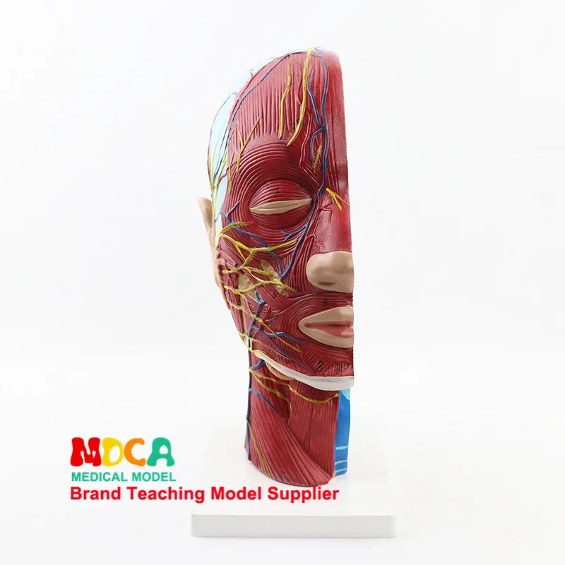 Модель медицинской анатомии головы и лица череп человека модель мозгового