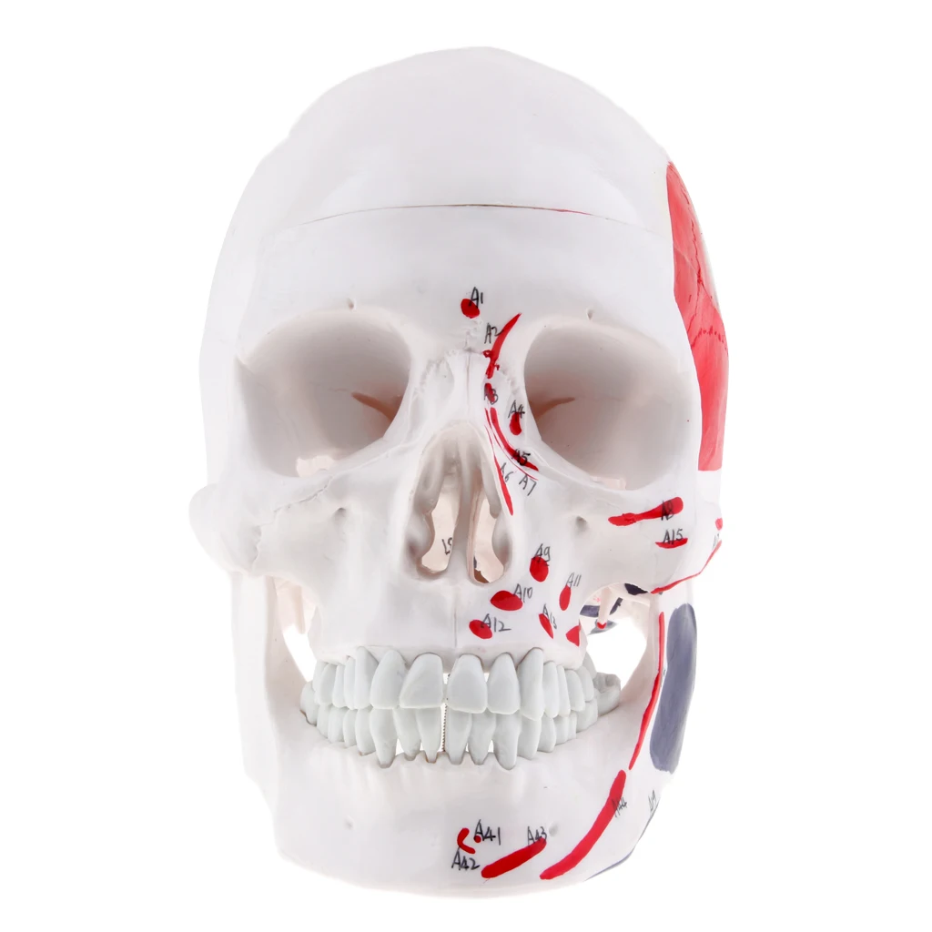 

Educational Skeleton Model, Simulation Model for Scientific Study