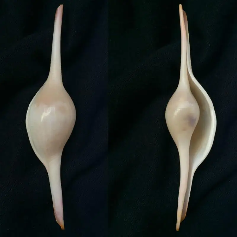 

1pc rare Marine Shell Natural Seashell Conch Beach Nautical Home Decor Shells Specimen Collectibles Fish Tank Landscape