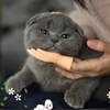 Изображение товара 3