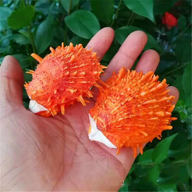 Ракушки из натуральных ракушек ракушки для аквариума украшение дома морские