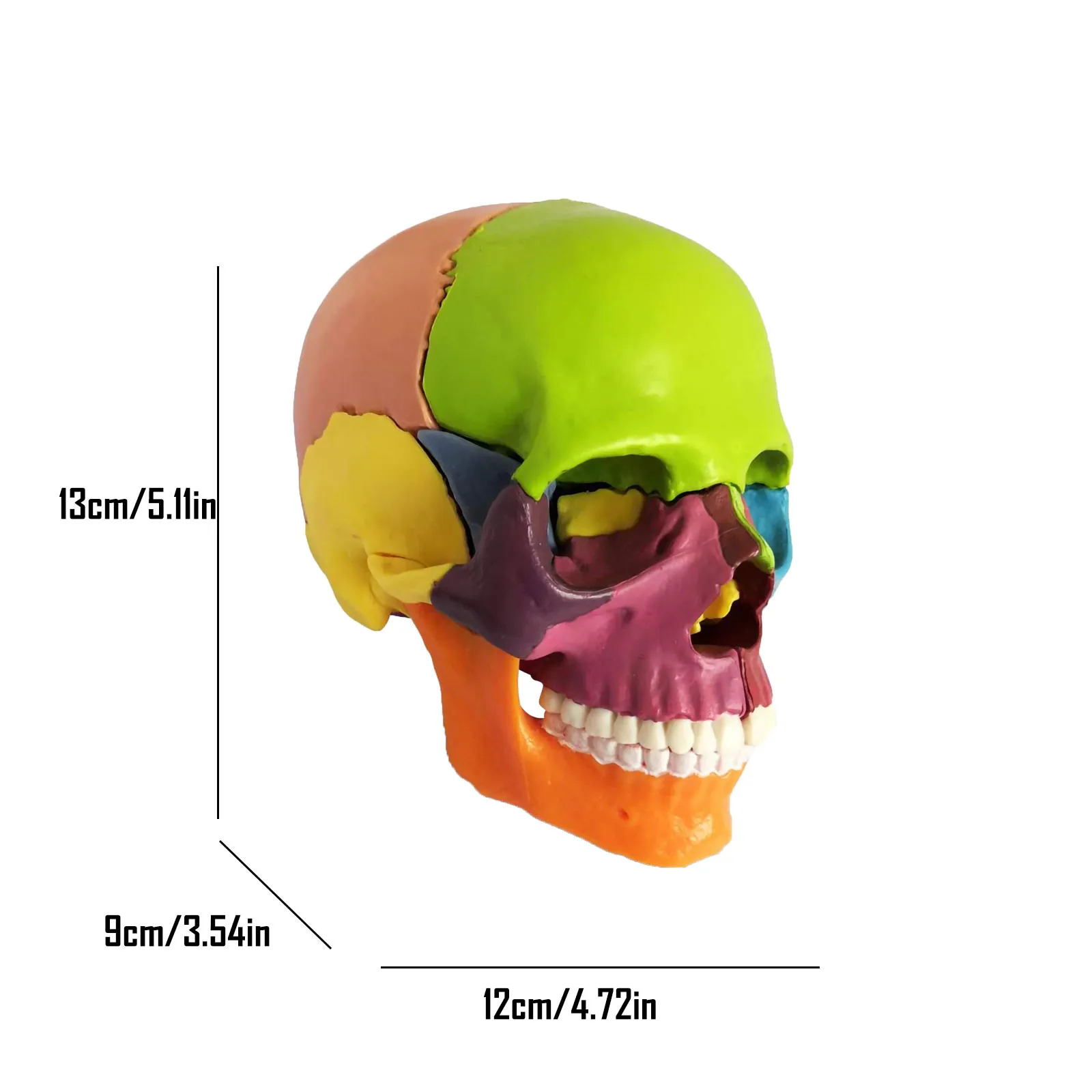 

15Parts Assembled Skull Model Color Model Can Be Disassembled Skull Model Home Desktop Decor Skull Model personality Ornaments