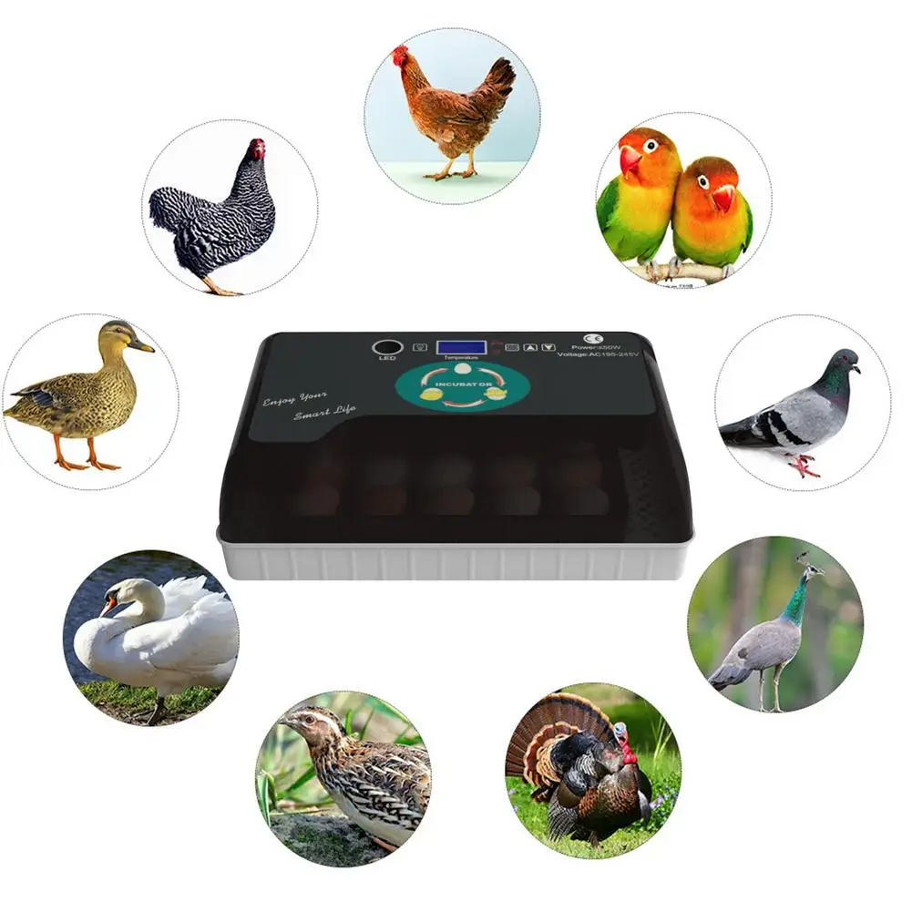 Автоматический инкубатор | Дом и сад