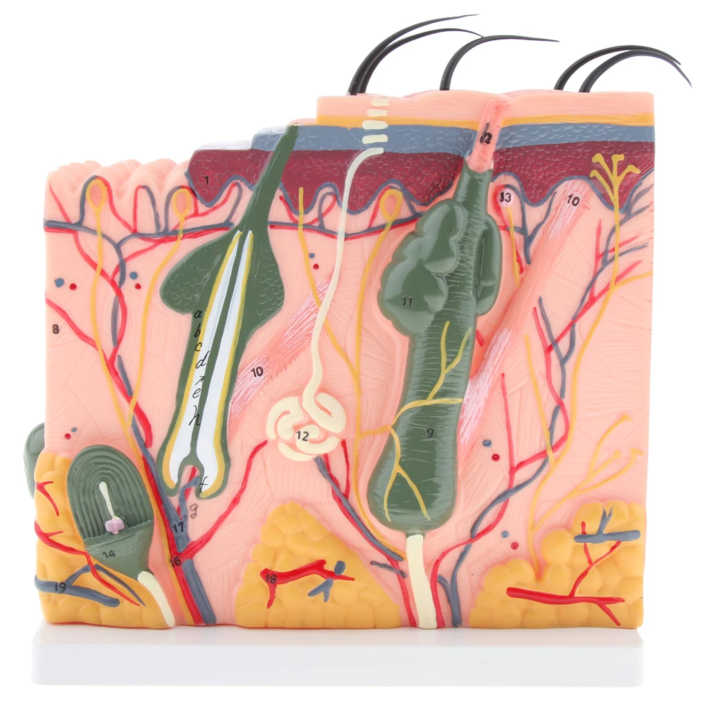 Модель кожи 50 увеличенная анатомическая кожа структура ткани показывает 3 слоя