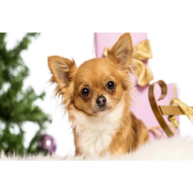 Плакат на стену с принтом собак и чихуахуа 40 х60 см 50 х75 60 х90 | Дом сад