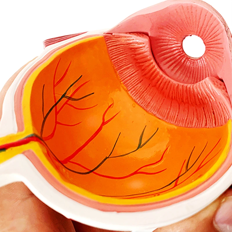 

4X Human Pvc Eye Cataract Anatomy Medical Teaching Model