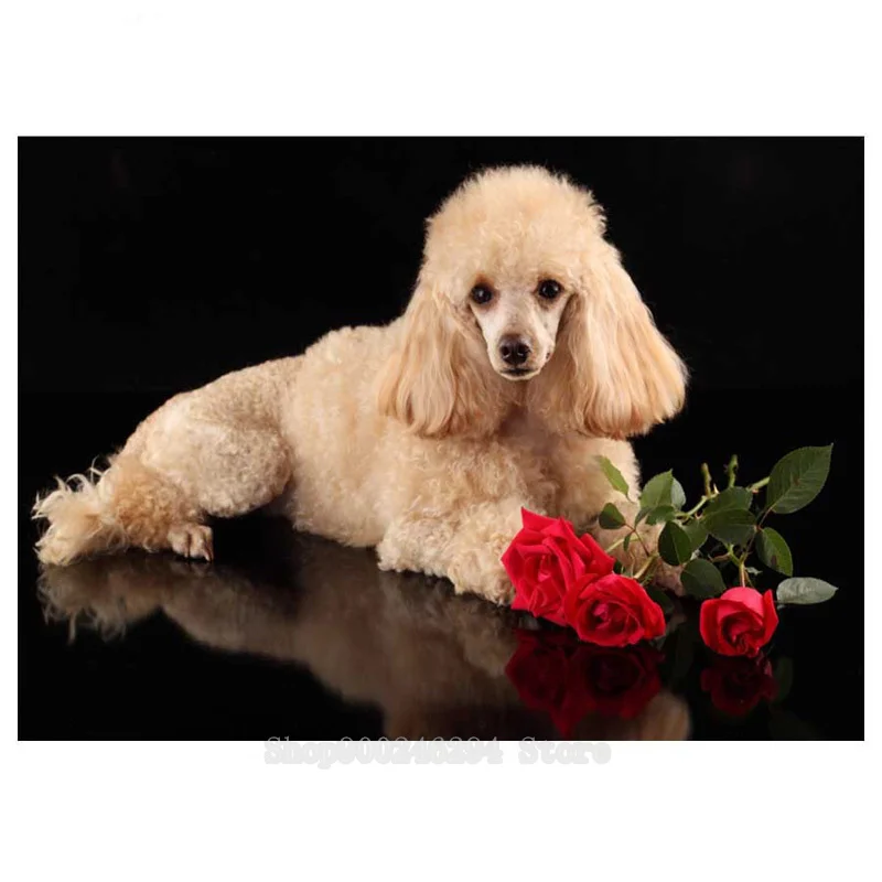 3d картина DIY Стразы Алмазная вышивка Пудель маленькие домашние животные 5D