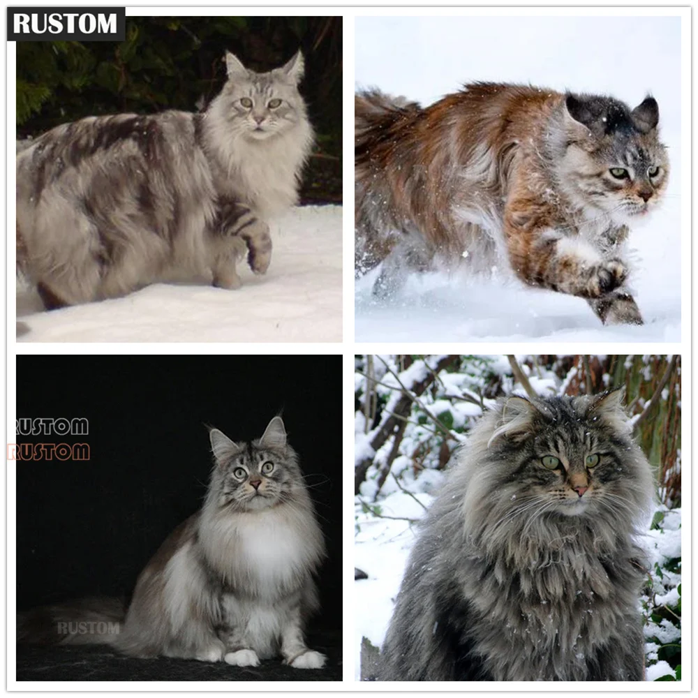 

Jenkins 5D Diy Diamond Painting Animal Maine Coon Cat Handicrafts Diamond Embroidery Cross Stitch Large Cat Art Home Decoration