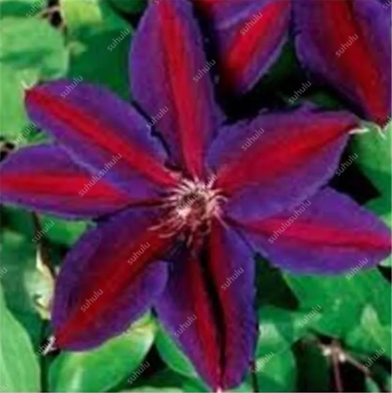 100 шт. искусственных клематов |